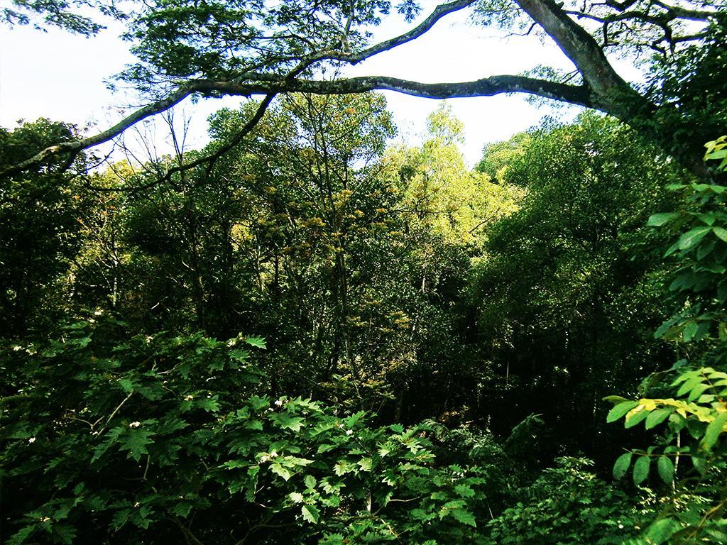 Surrey Bird Sanctuary & Holiday Resort Welimada Buitenkant foto